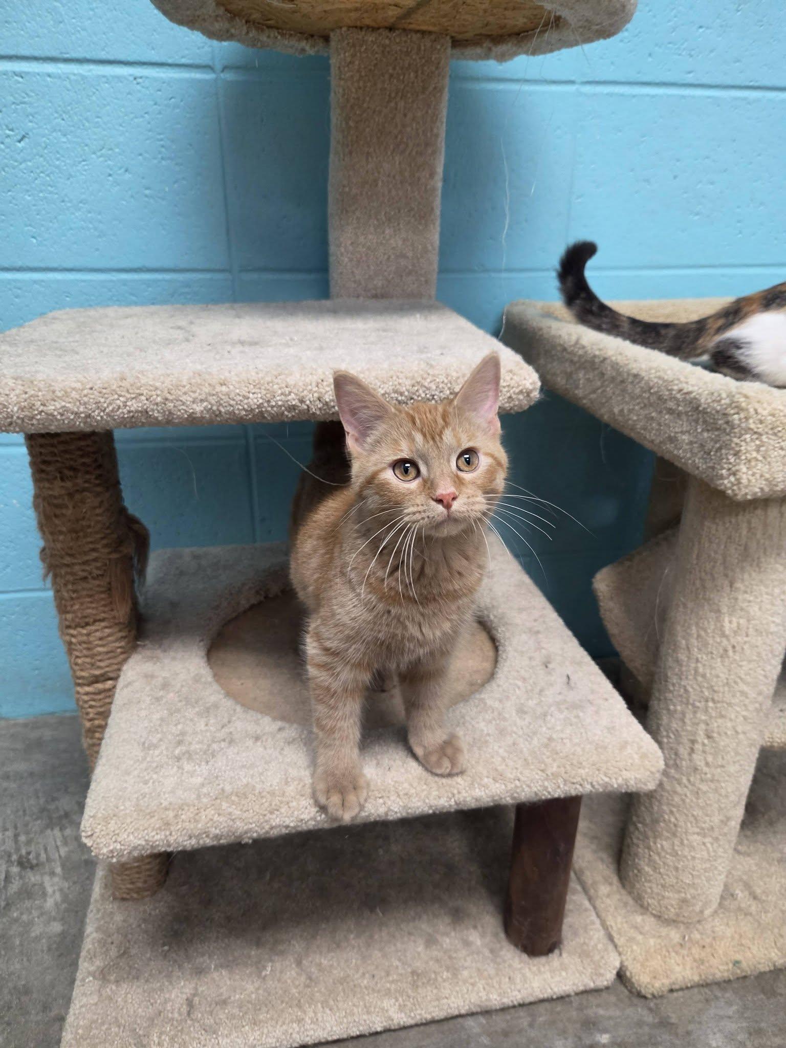 Enlarge Justice, an adopted Domestic Short Hair in Chilton, WI image 4/6