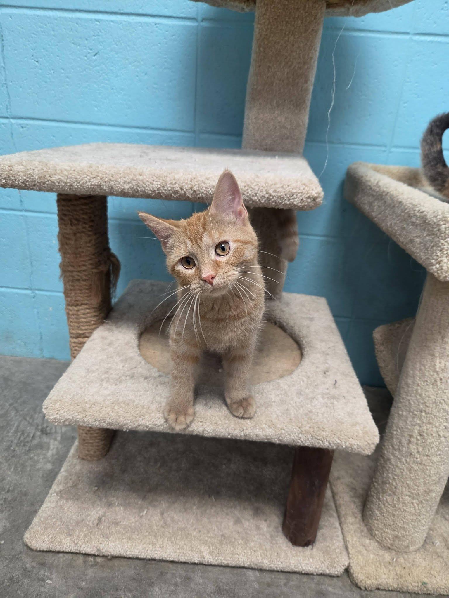 Enlarge Justice, an adopted Domestic Short Hair in Chilton, WI image 2/6