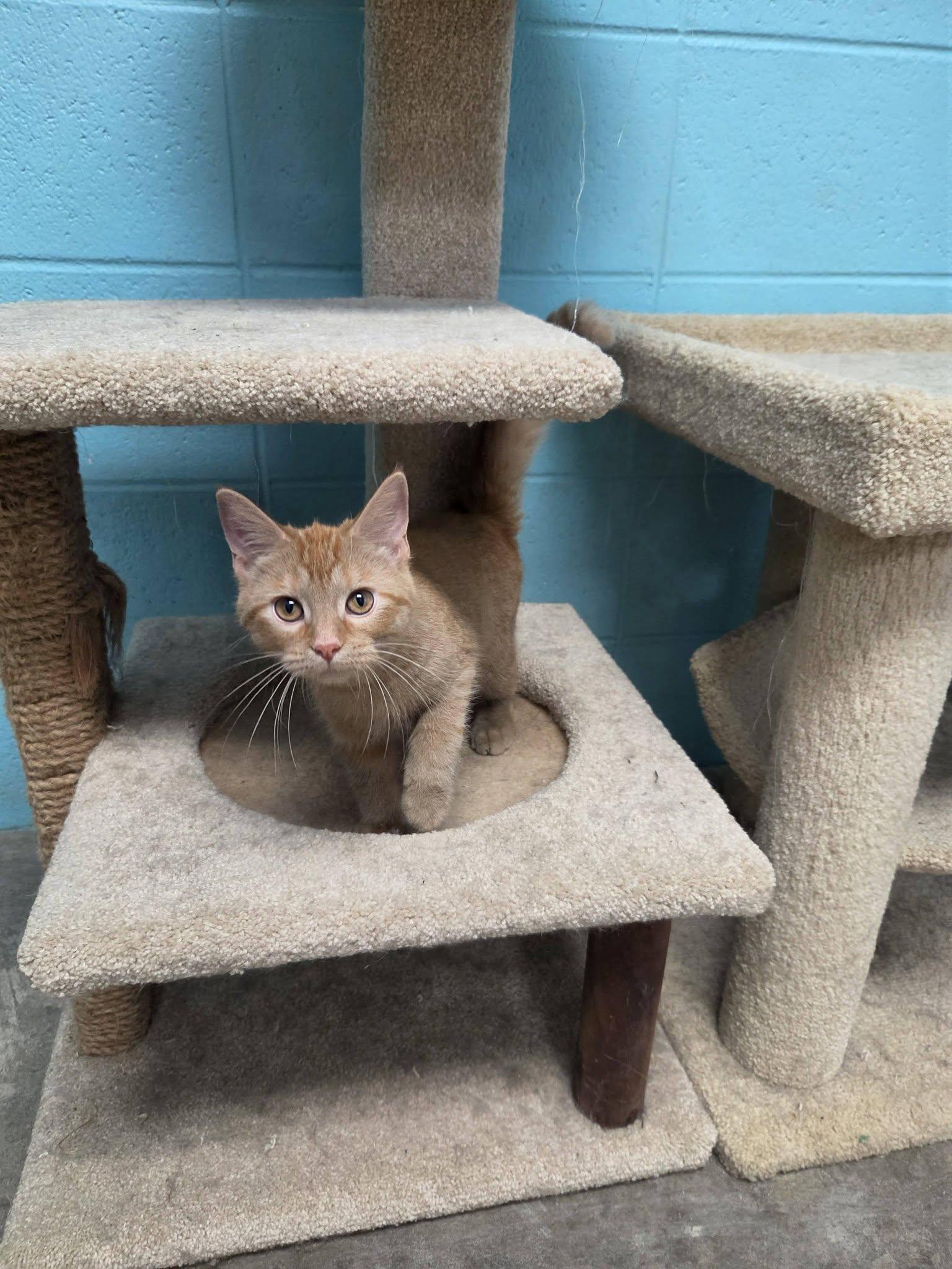 Enlarge Justice, an adopted Domestic Short Hair in Chilton, WI image 6/6