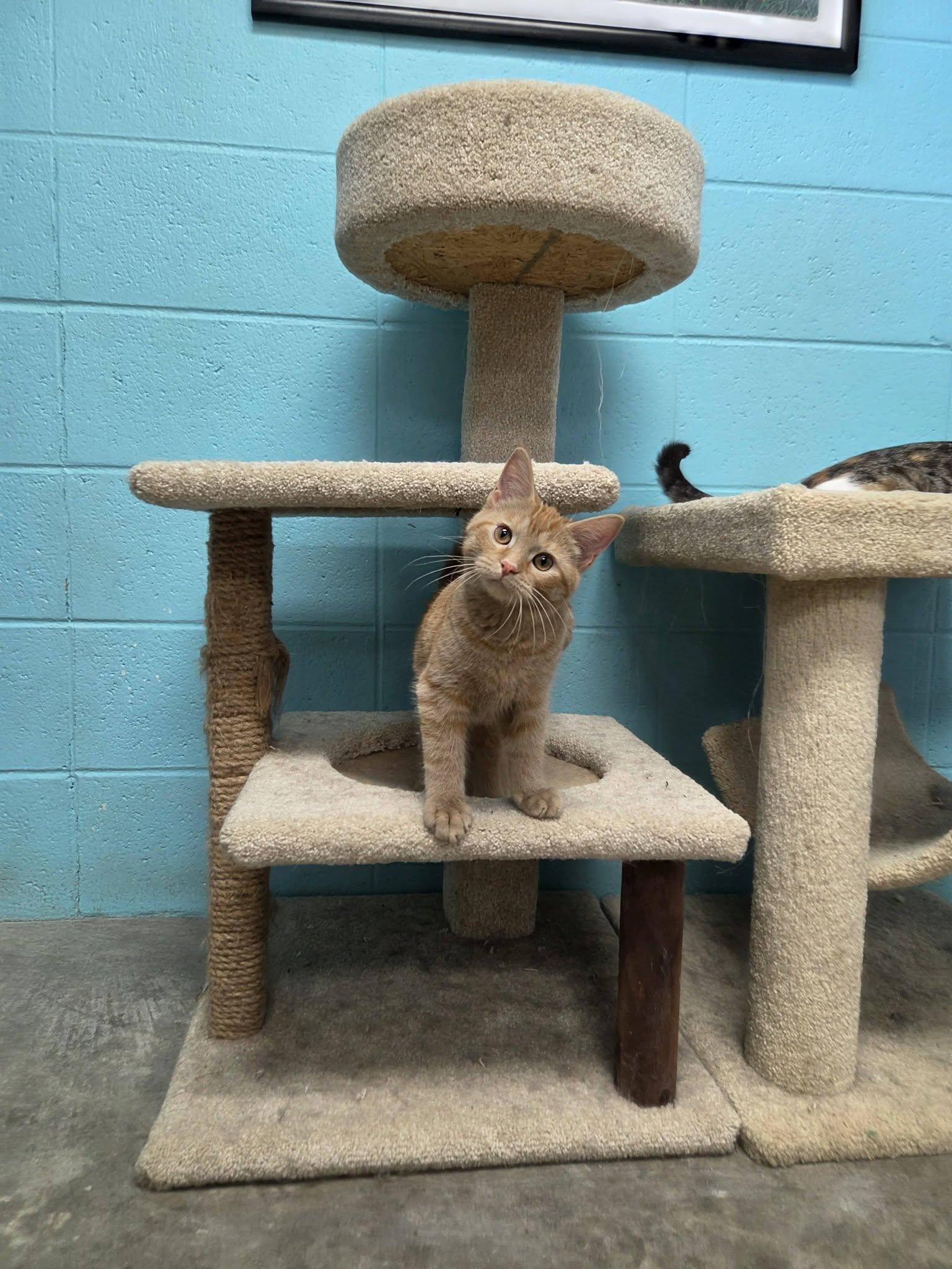 Enlarge Justice, an adopted Domestic Short Hair in Chilton, WI image 5/6