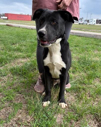 Snug, Adoptable, Young Male Pit Bull Terrier & Black Labrador Retriever.