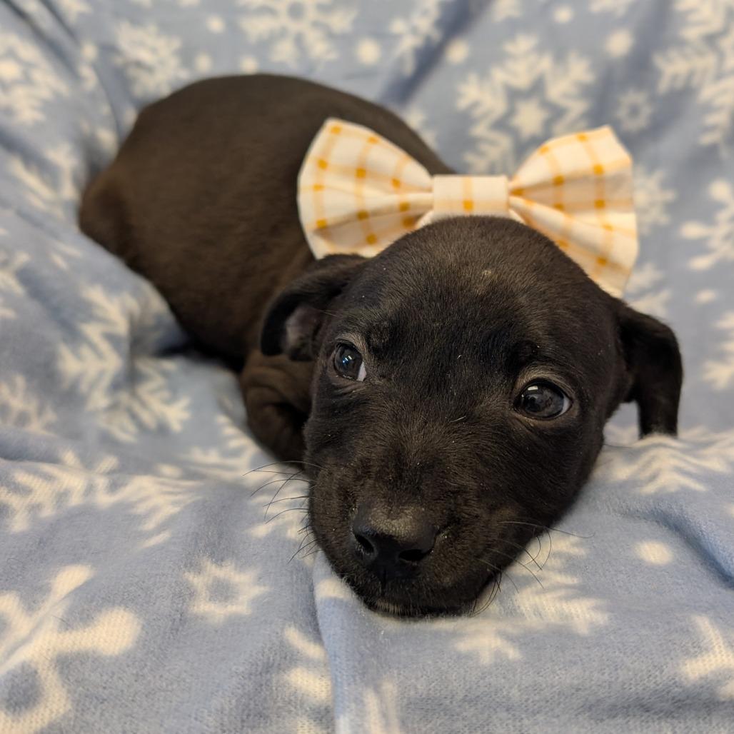 Bashful, Adoptable, Puppy Female Pit Bull Terrier.