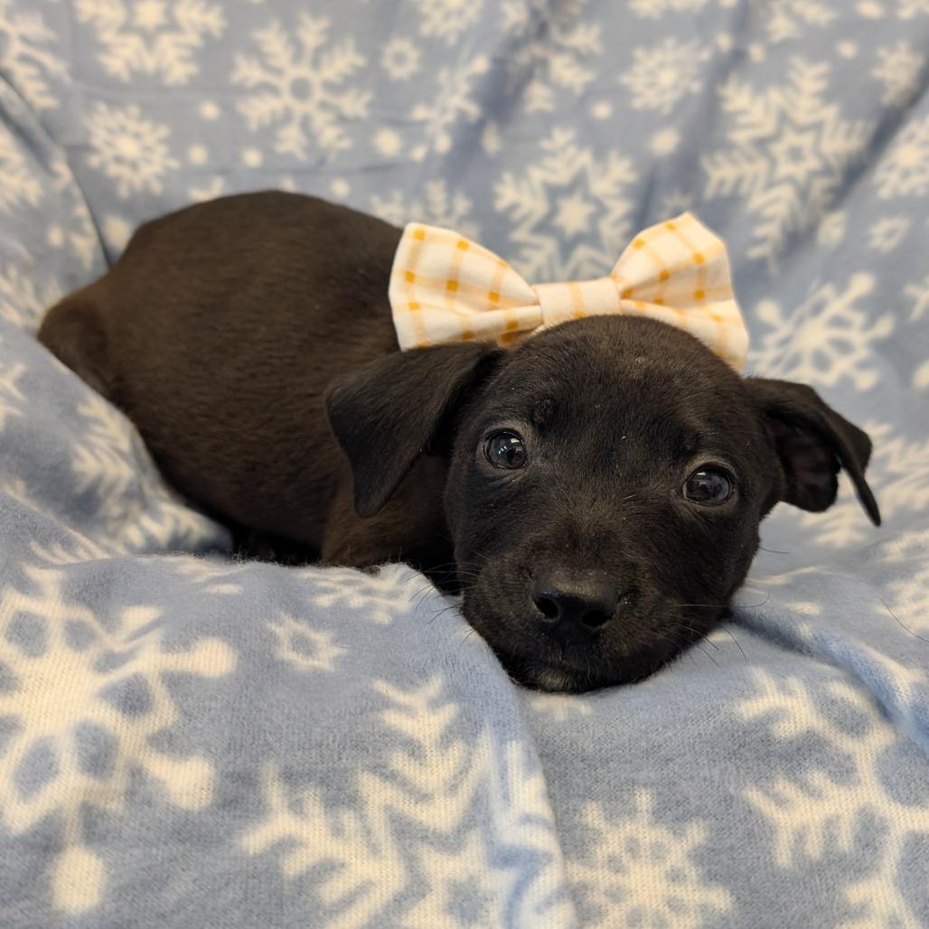 Enlarge Bashful, a Adoptable Pit Bull Terrier in Emporia, KS image 2/4