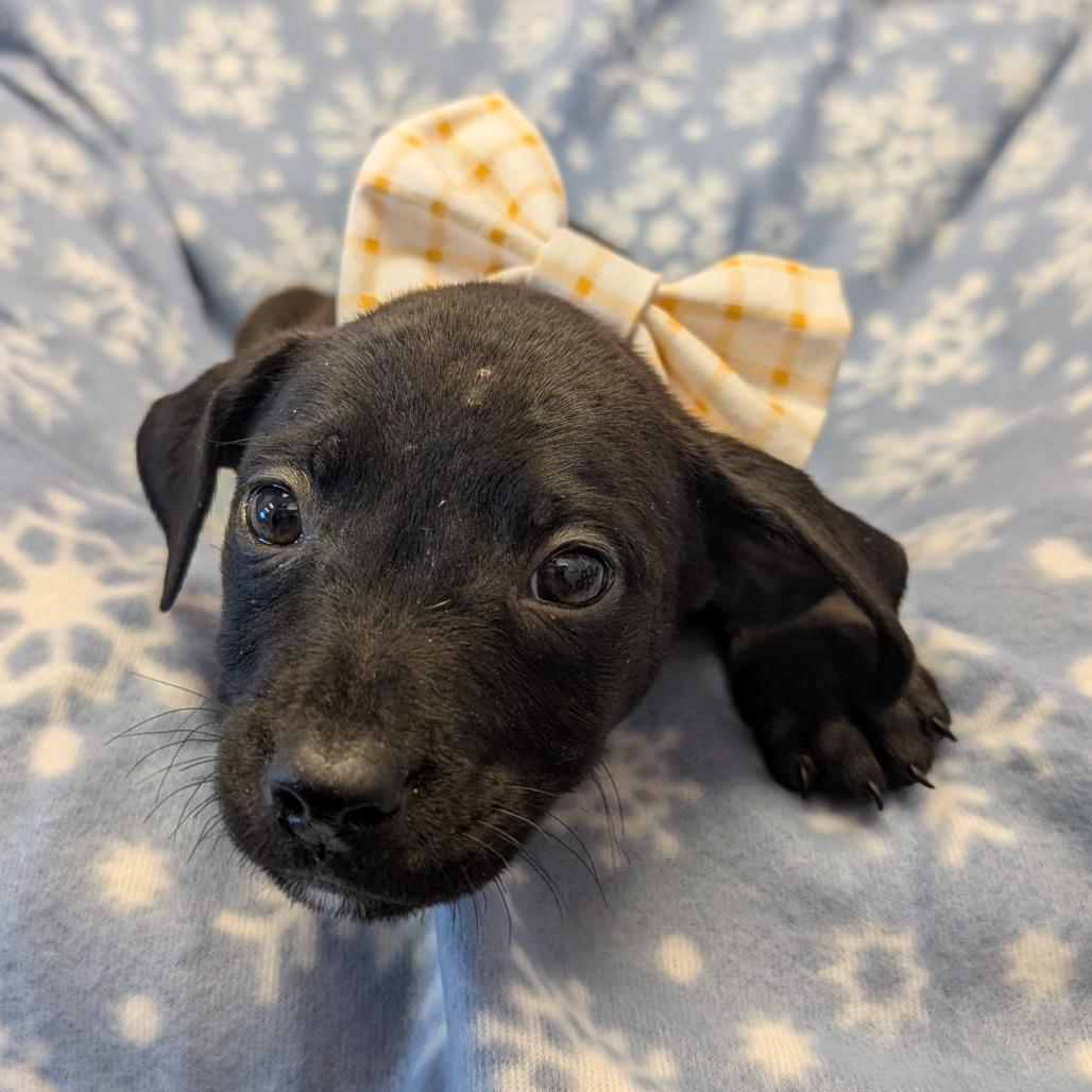 Enlarge Bashful, a Adoptable Pit Bull Terrier in Emporia, KS image 3/4