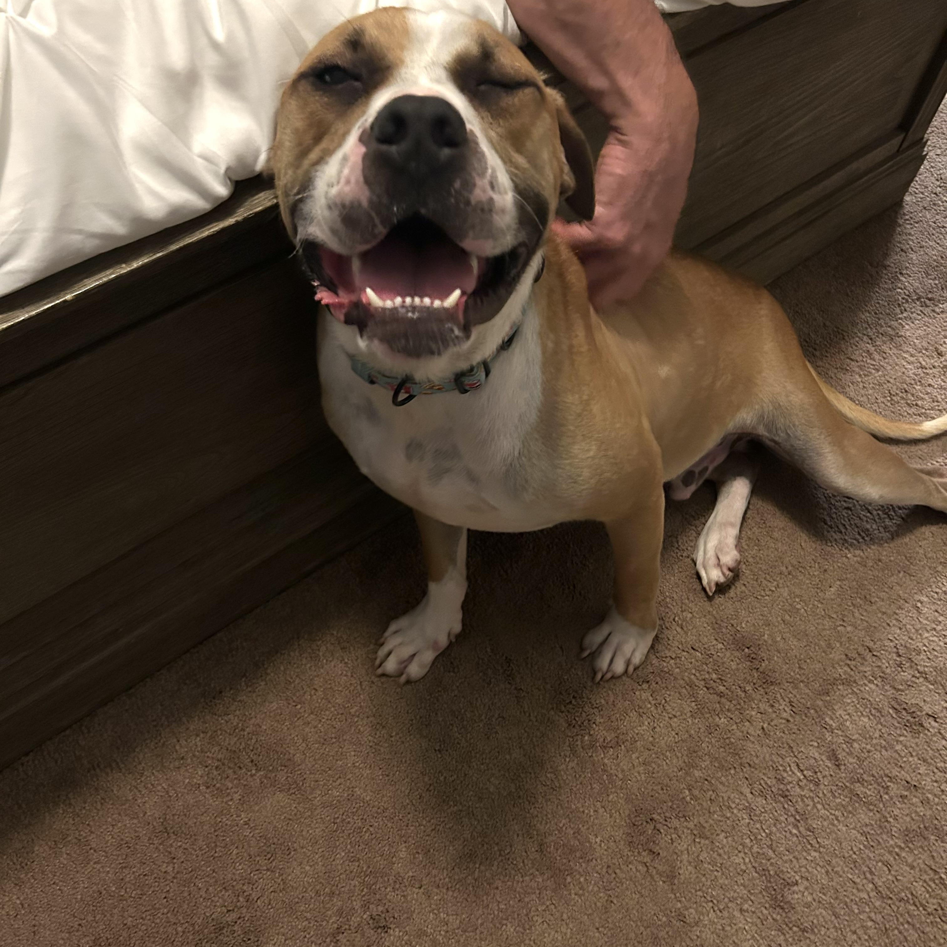 Enlarge Chester, a Adoptable mixed breed in Rock Hill, SC image 4/6