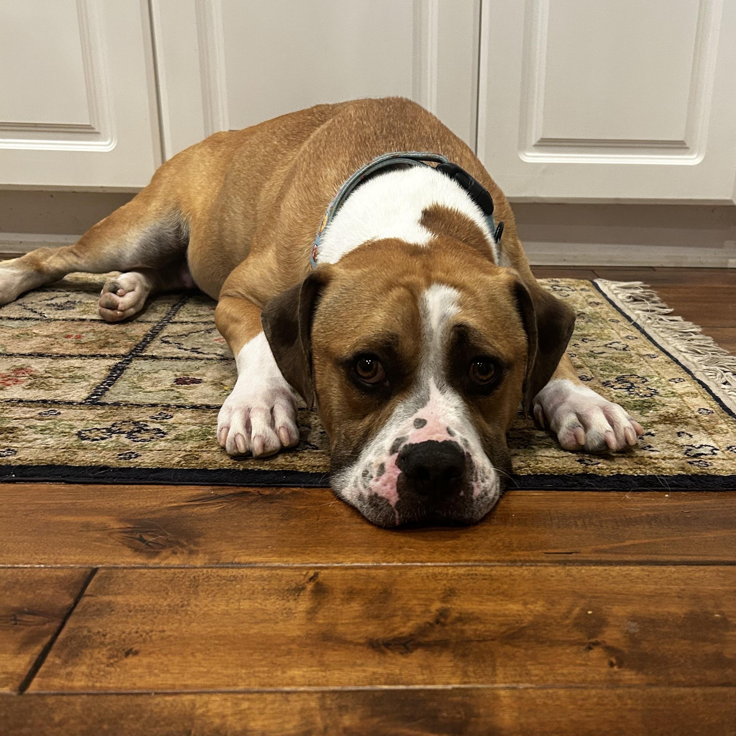 Enlarge Chester, a Adoptable mixed breed in Rock Hill, SC image 1/6