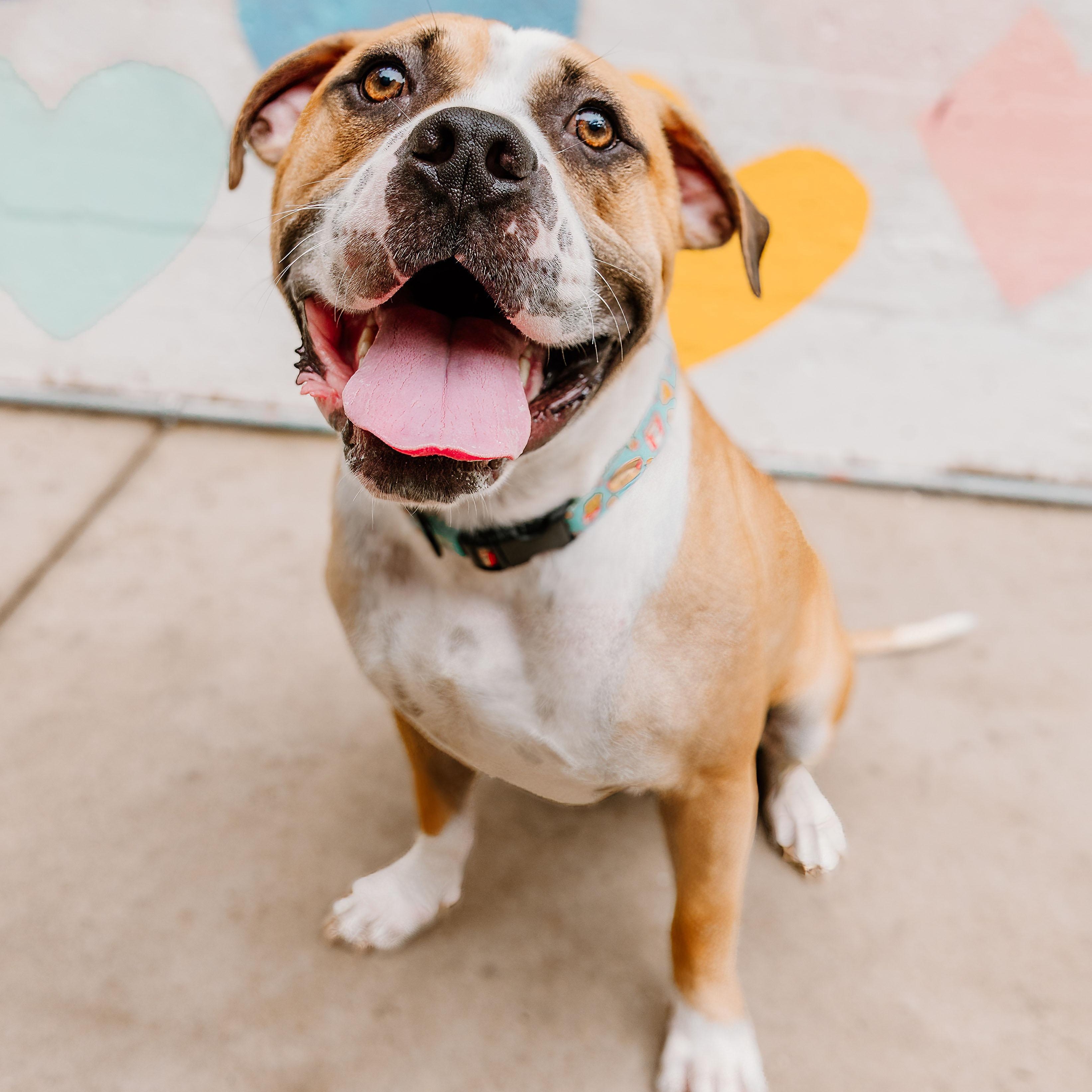 Chester, a Adoptable mixed breed in Rock Hill, SC image 1/6