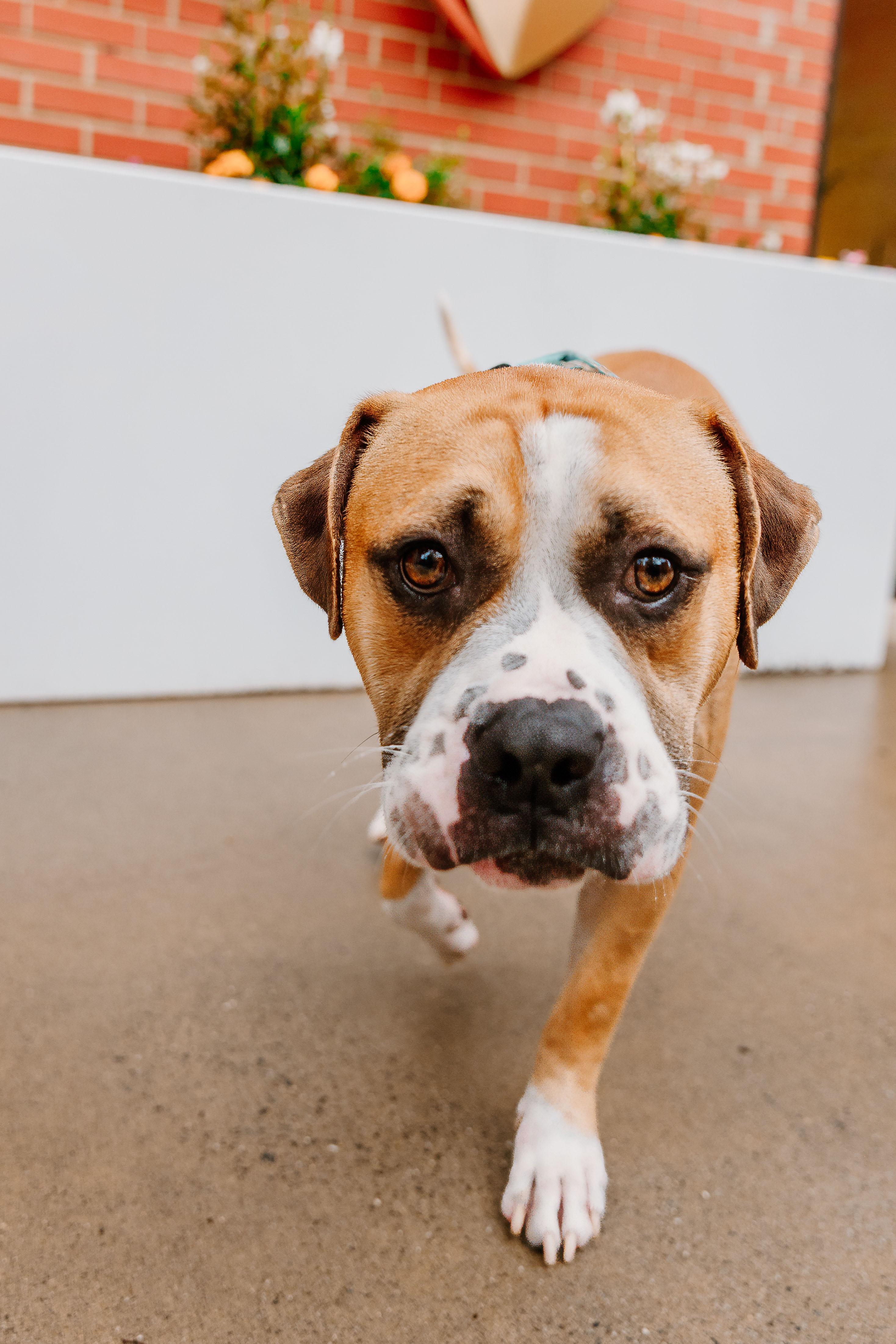 Chester, a Adoptable mixed breed in Rock Hill, SC image 6/6