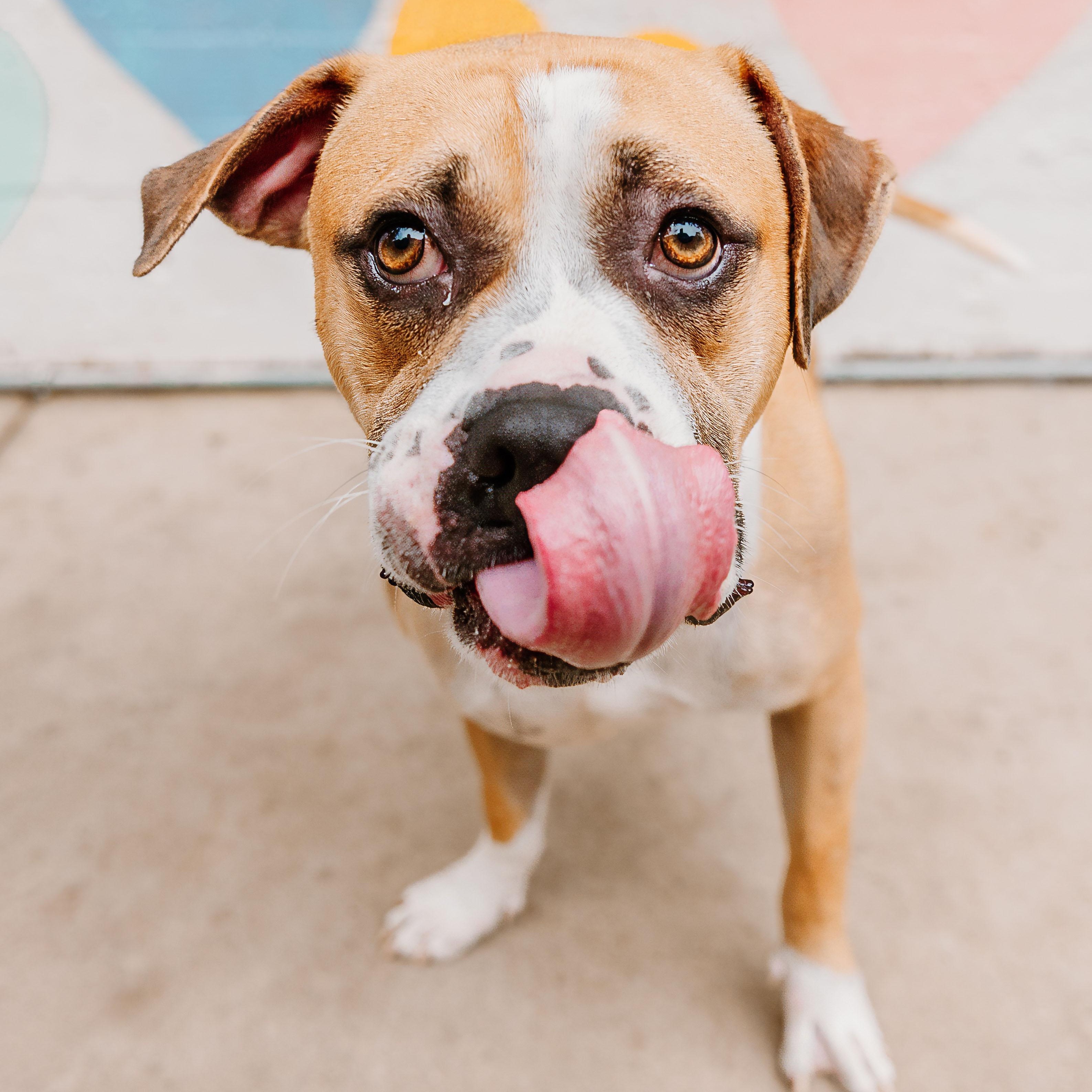 Chester, a Adoptable mixed breed in Rock Hill, SC image 2/6