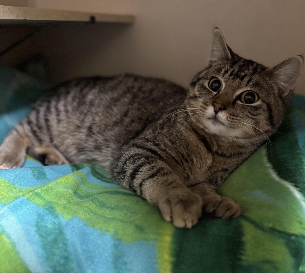 Jolly, Adopted, Young Male Domestic Short Hair.