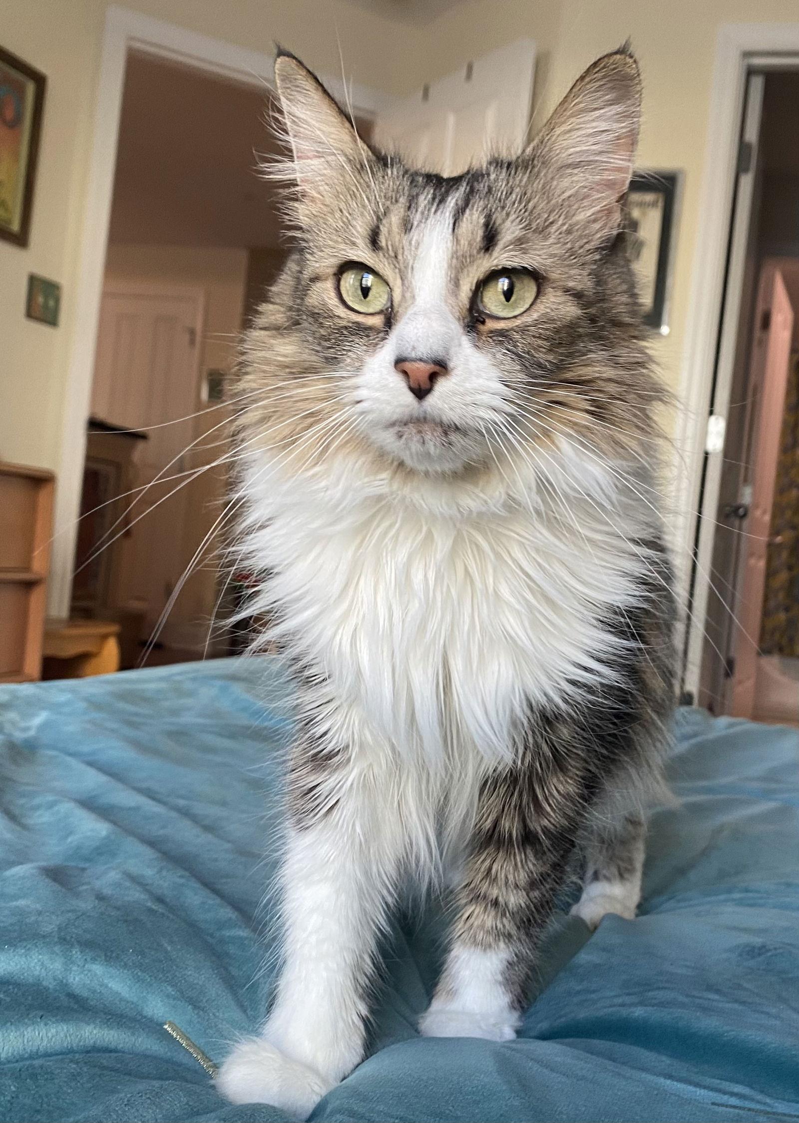 Marian, Adopted, Young Female Maine Coon & Domestic Medium Hair.