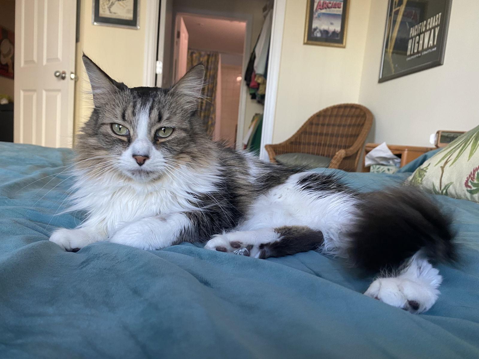 Enlarge Marian, a Adopted mixed breed in Buford, GA image 2/3