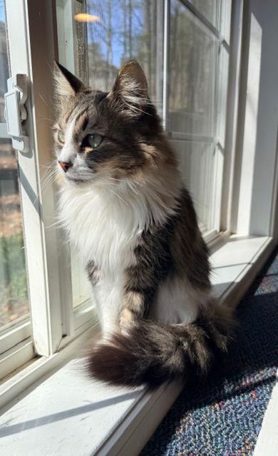 Enlarge Marian, a Adopted mixed breed in Buford, GA image 3/3