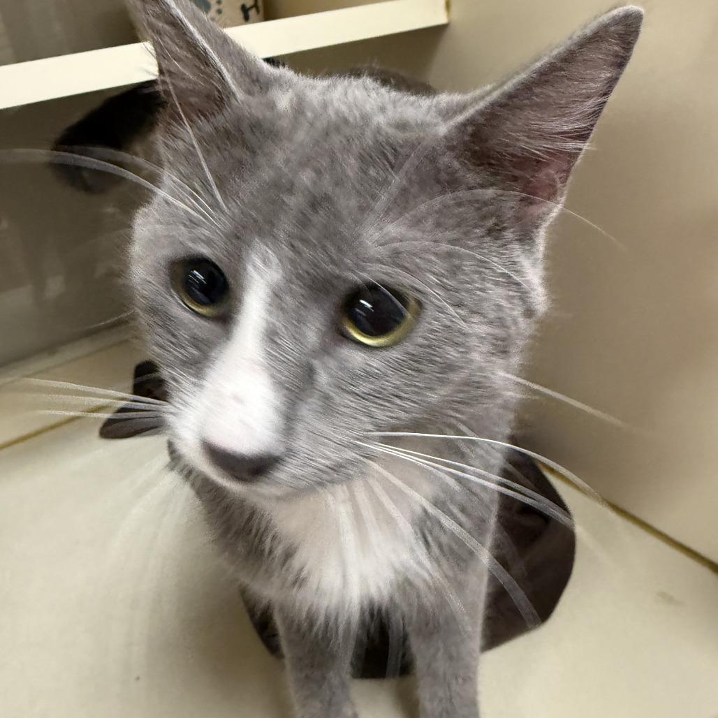 Teddy, Adoptable, Adult Male Domestic Short Hair.