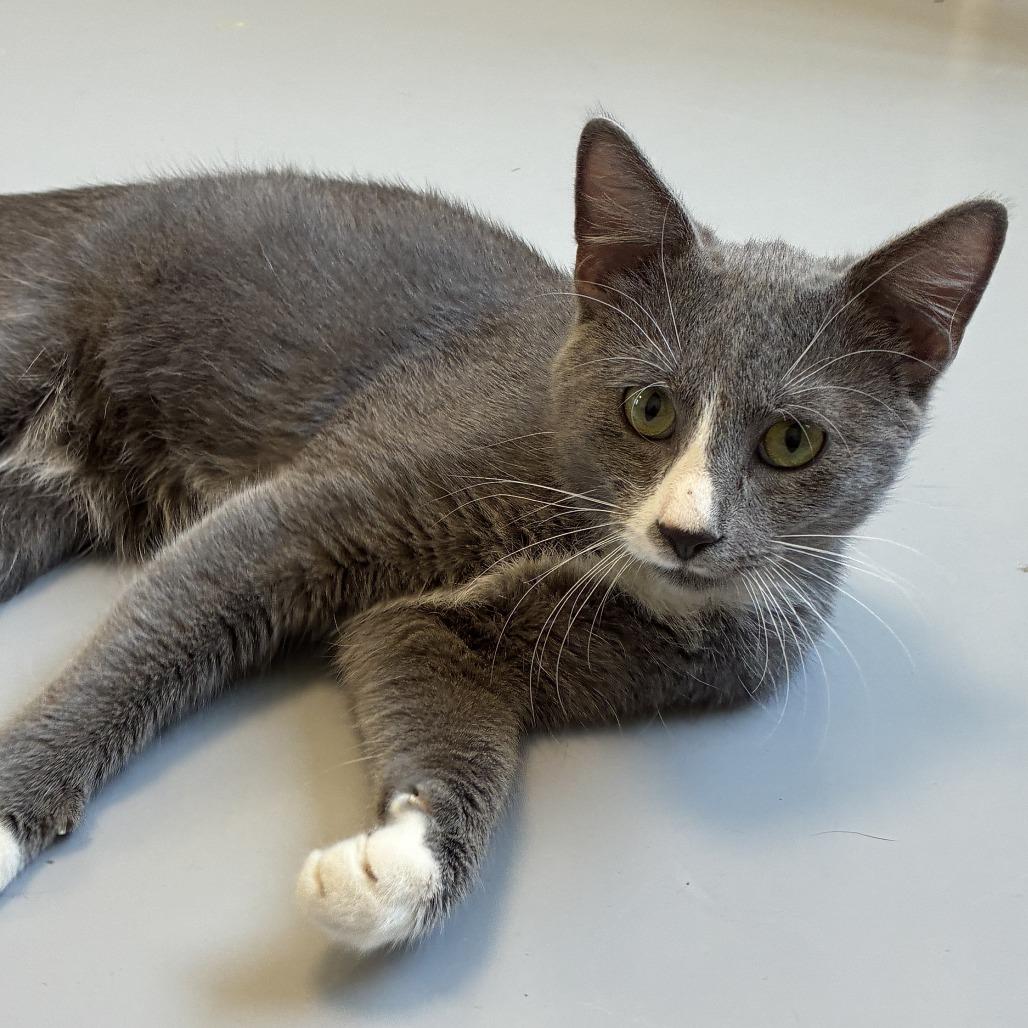 Enlarge Teddy, a Adoptable Domestic Short Hair in Ponca City, OK image 2/3