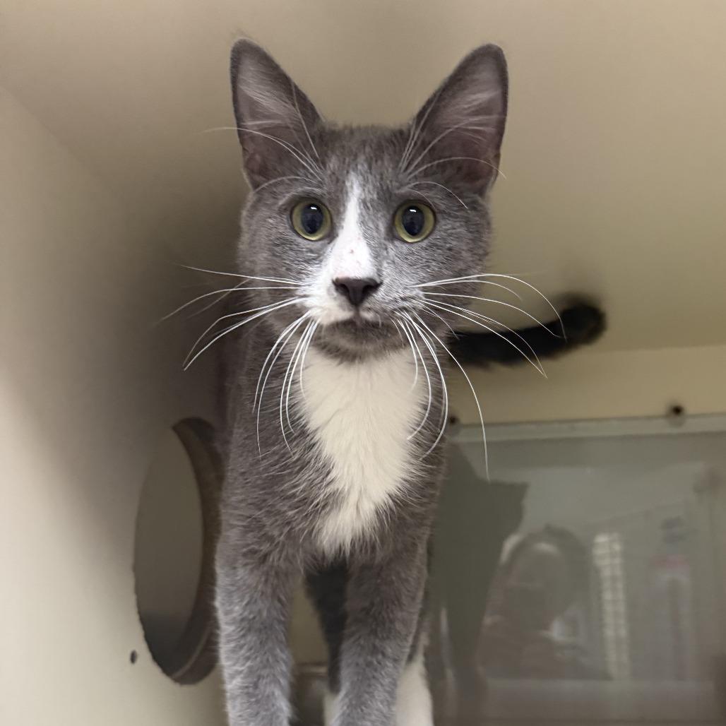 Enlarge Teddy, a Adoptable Domestic Short Hair in Ponca City, OK image 3/3