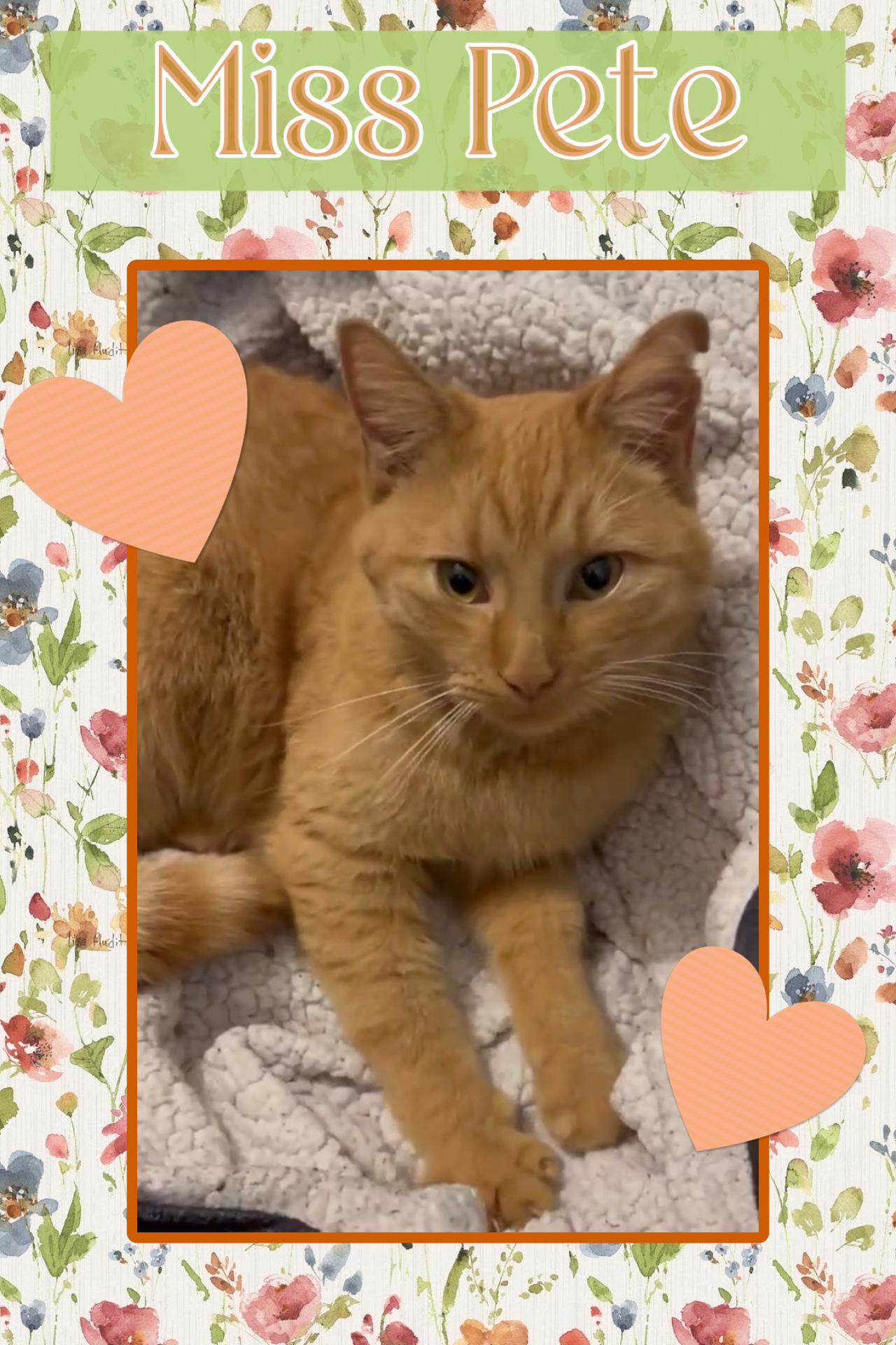 Enlarge Pete the Girl, a Adoptable Domestic Short Hair in Kearney, NE image 1/2