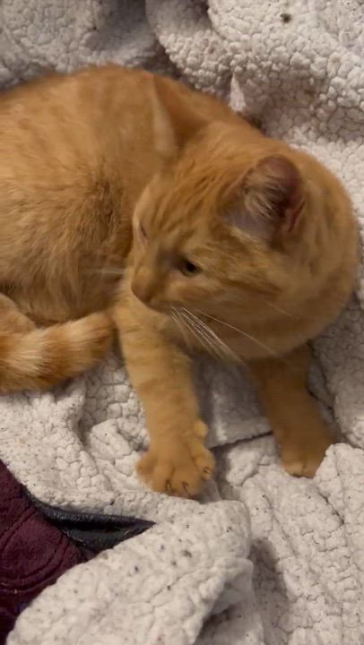 Enlarge Pete the Girl, a Adoptable Domestic Short Hair in Kearney, NE video 2/2