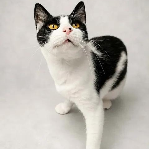 Delilah, Adoptable, Adult Female Domestic Short Hair.