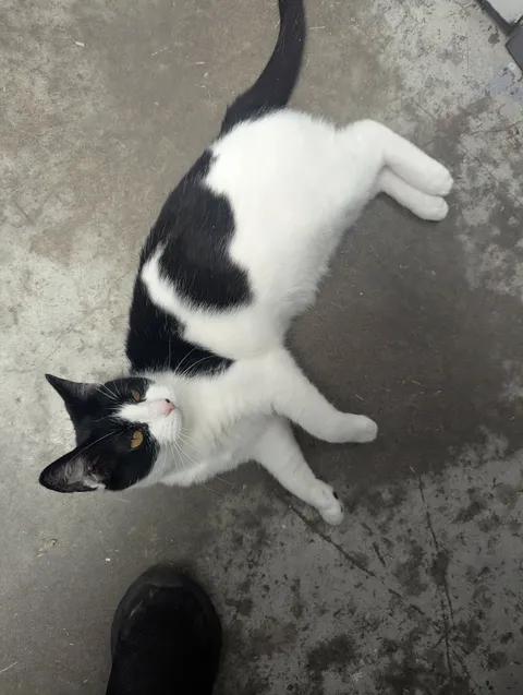 Delilah, a Adoptable Domestic Short Hair in Brooks, AB image 3/6
