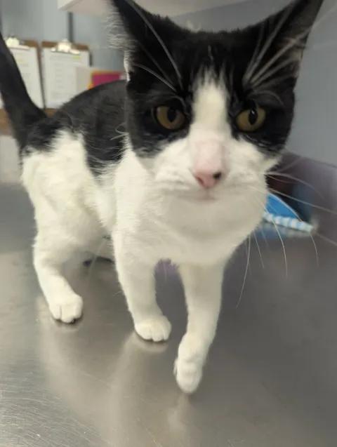 Delilah, a Adoptable Domestic Short Hair in Brooks, AB image 6/6