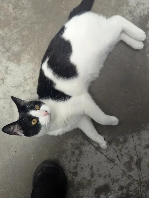 Delilah, a Adoptable Domestic Short Hair in Brooks, AB image 2/6