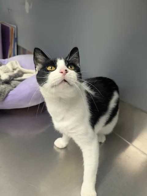 Delilah, a Adoptable Domestic Short Hair in Brooks, AB image 4/6