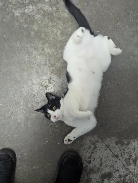 Delilah, a Adoptable Domestic Short Hair in Brooks, AB image 5/6