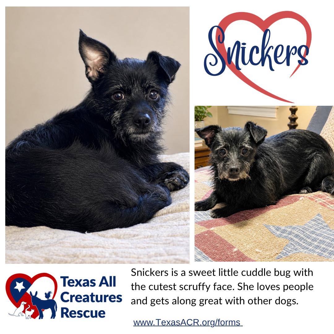 Snickers, Adoptable, Adult Female Cairn Terrier & Chihuahua.