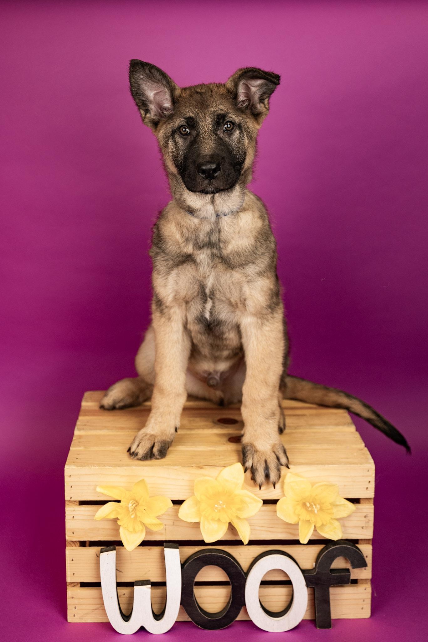 Enlarge 129-26, an adopted mixed breed in Brighton, CO image 1/1