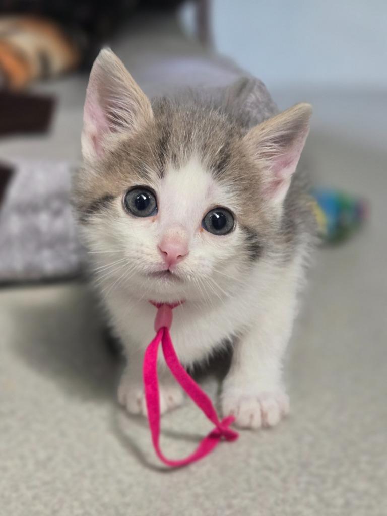 Queen, Adoptable, Kitten Female Domestic Short Hair.