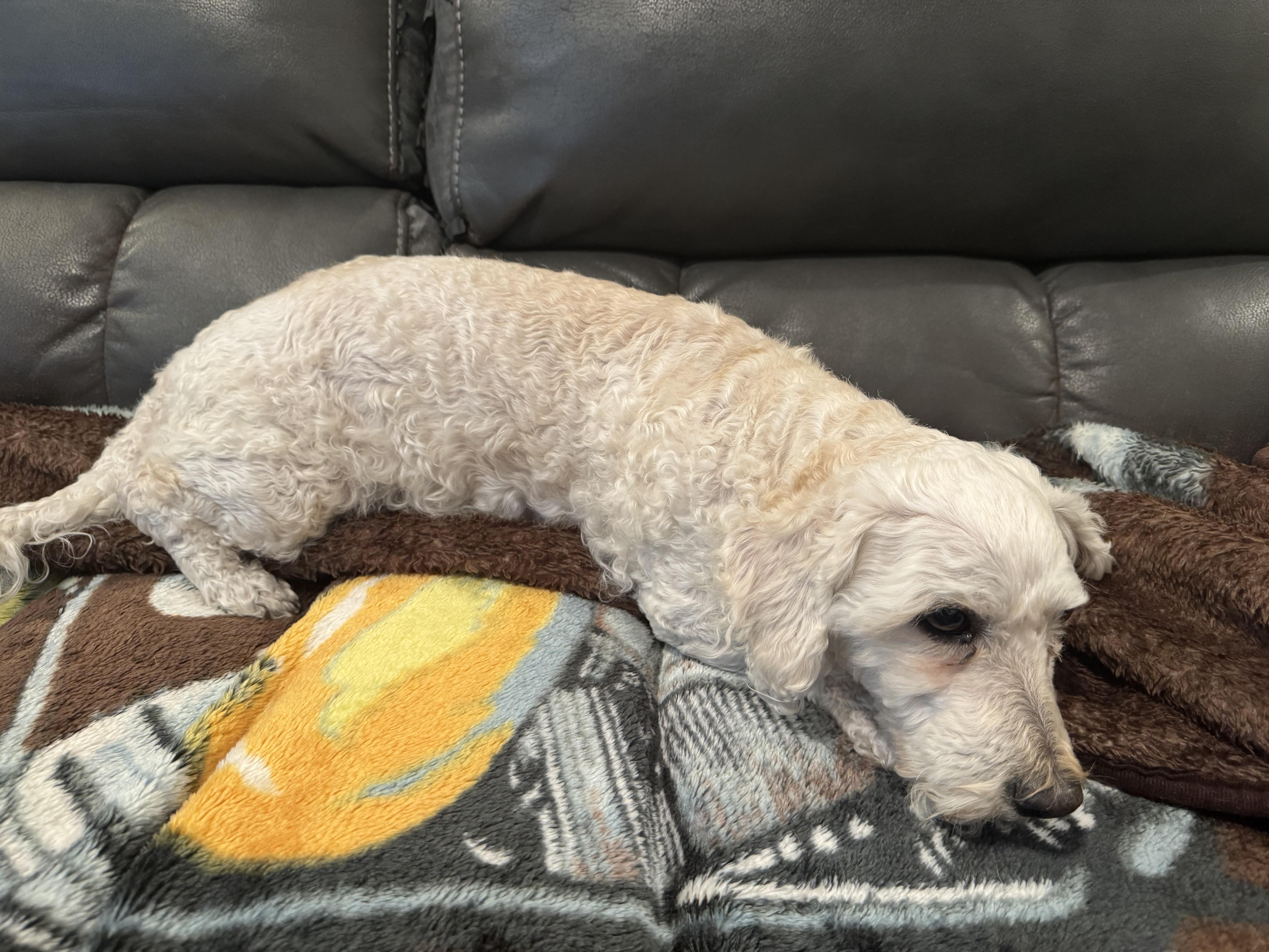 Ace, ADOPTABLE, Adult Male Poodle & Maltipoo.