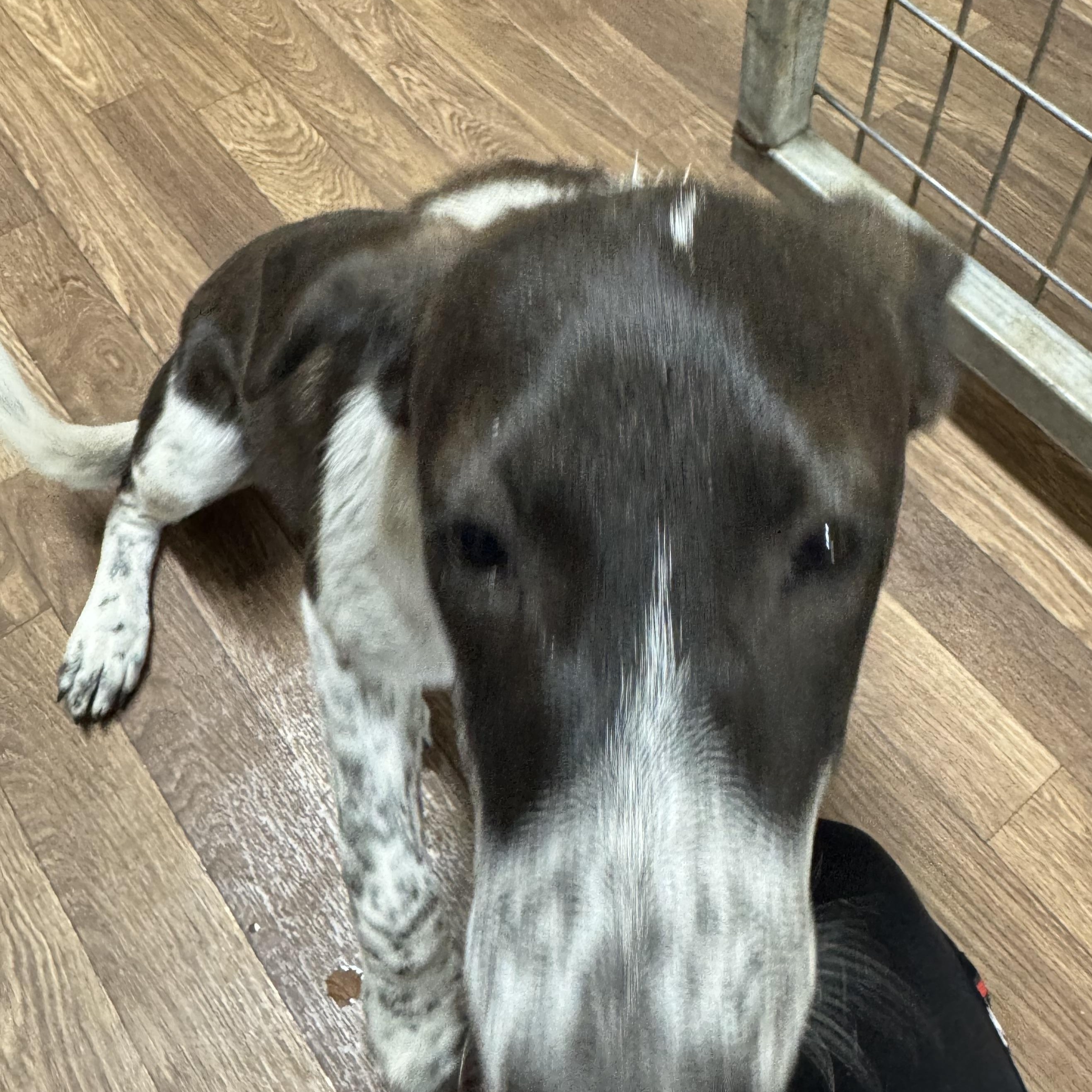 Enlarge EMMY, a Adoptable mixed breed in Willowbrook, IL image 3/3