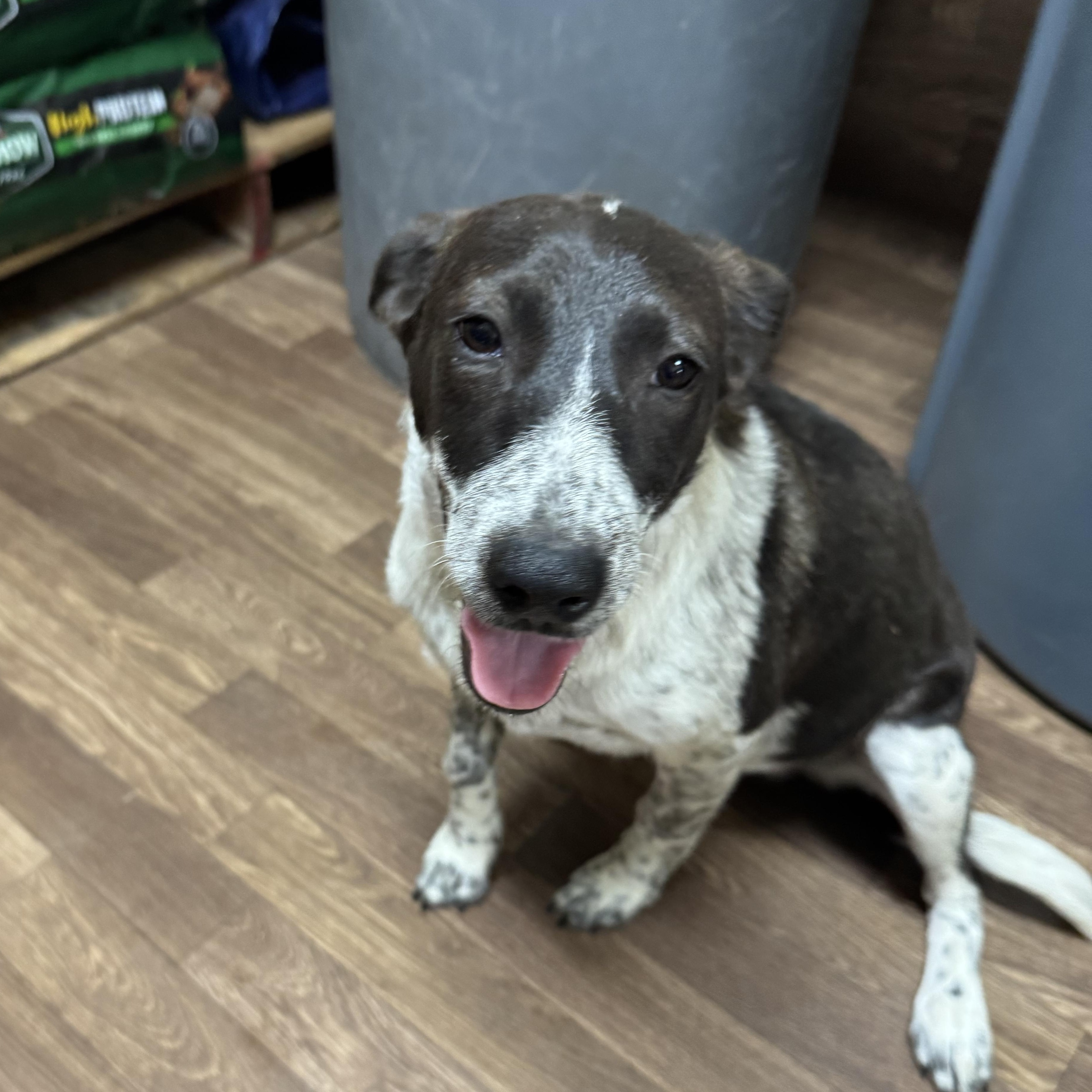 Enlarge EMMY, a Adoptable mixed breed in Willowbrook, IL image 2/3