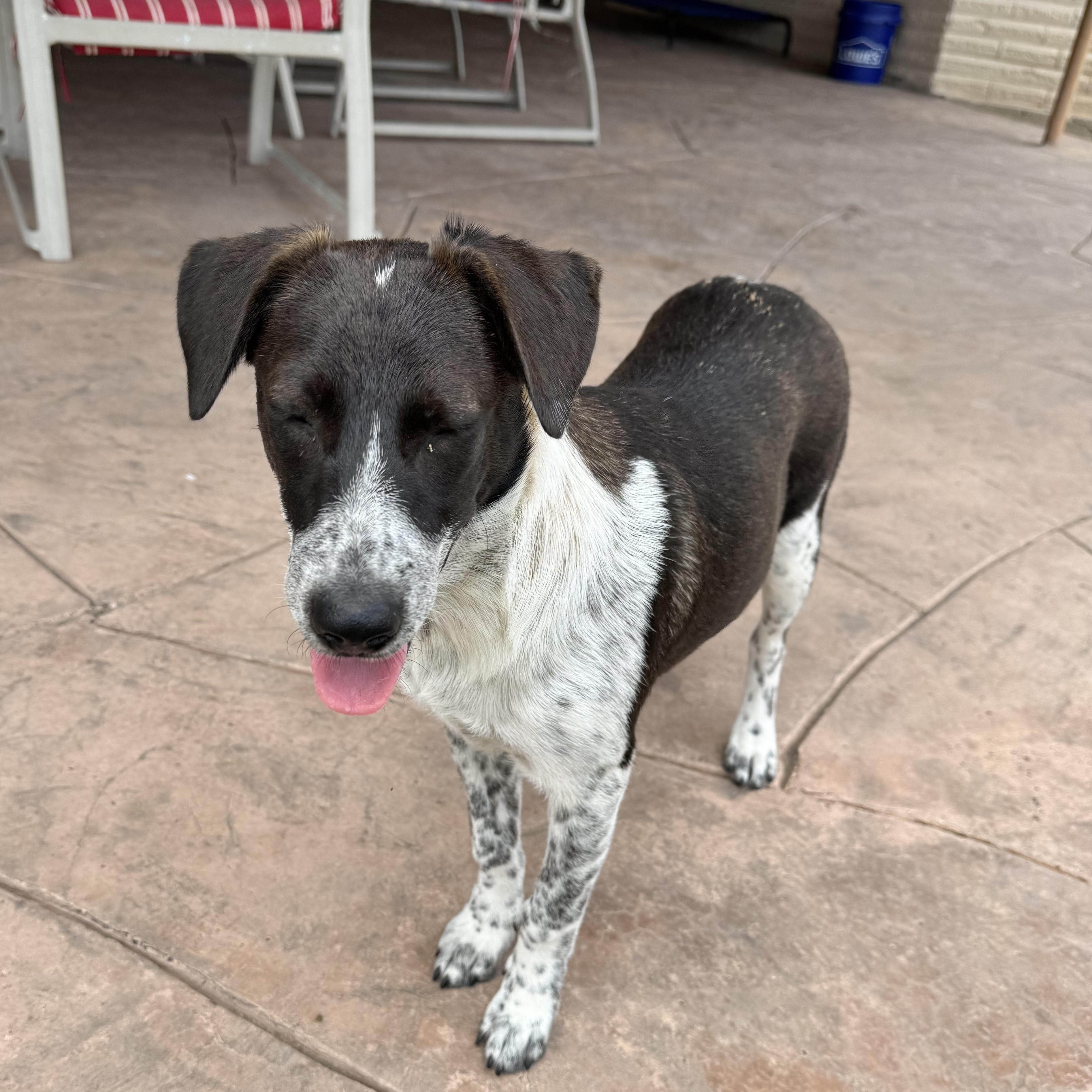 Enlarge EMMY, a Adoptable mixed breed in Willowbrook, IL image 1/3