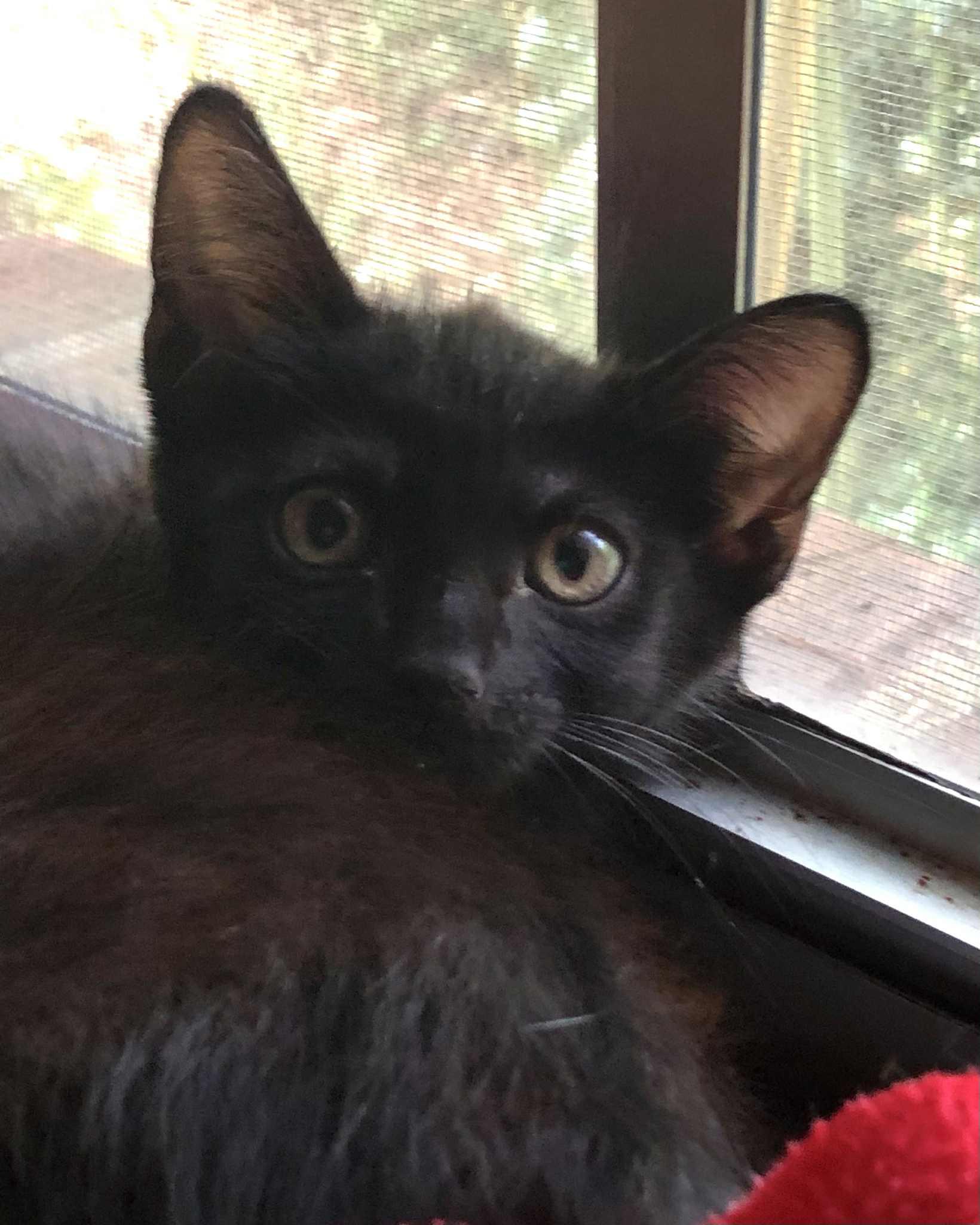 Enlarge Coal, a Adoptable Domestic Short Hair in Randolph, AL image 5/6