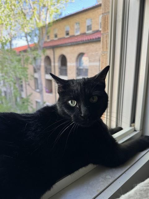 MOON, Adoptable, Adult Female Domestic Short Hair.