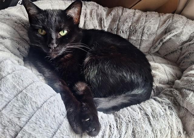 MOON, Adoptable, Adult Female Domestic Short Hair.