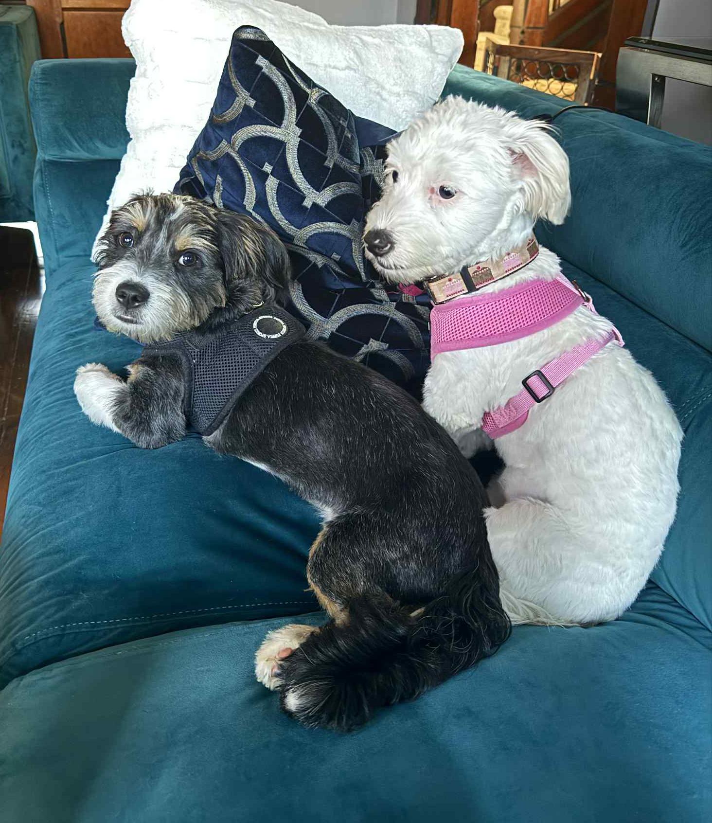 Cisco and Sissy - LOVE EVERYBODY - VIDEO BONDED 15 lb INCREDIBLE!