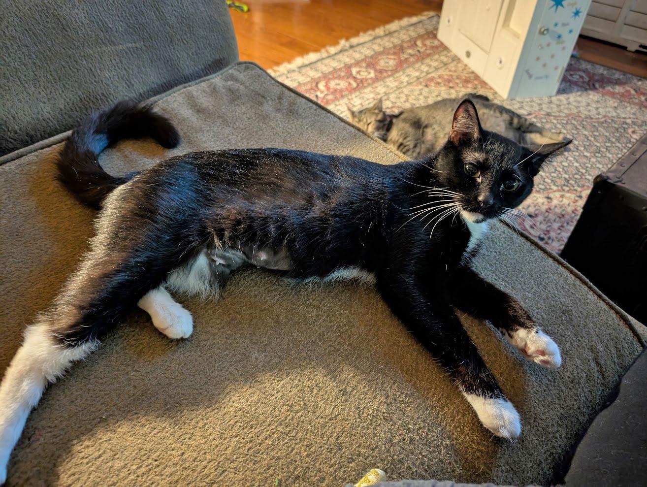 Sweet Pea  Fully thumbnail 2