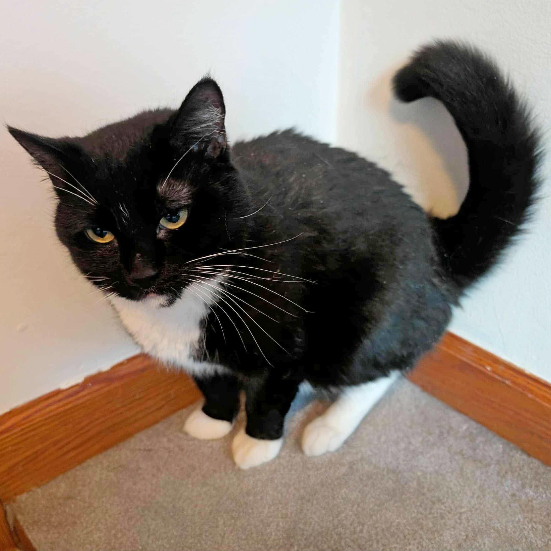 Enlarge Sweet Pea - FULLY SPONSORED, a Adoptable mixed breed in Harrisburg, PA image 2/6