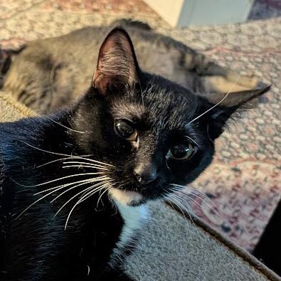 Enlarge Sweet Pea - FULLY SPONSORED, a Adoptable mixed breed in Harrisburg, PA image 1/6