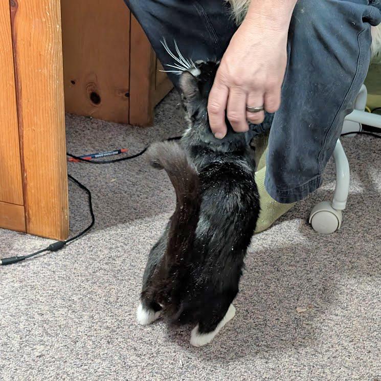 Sweet Pea  Fully thumbnail 4