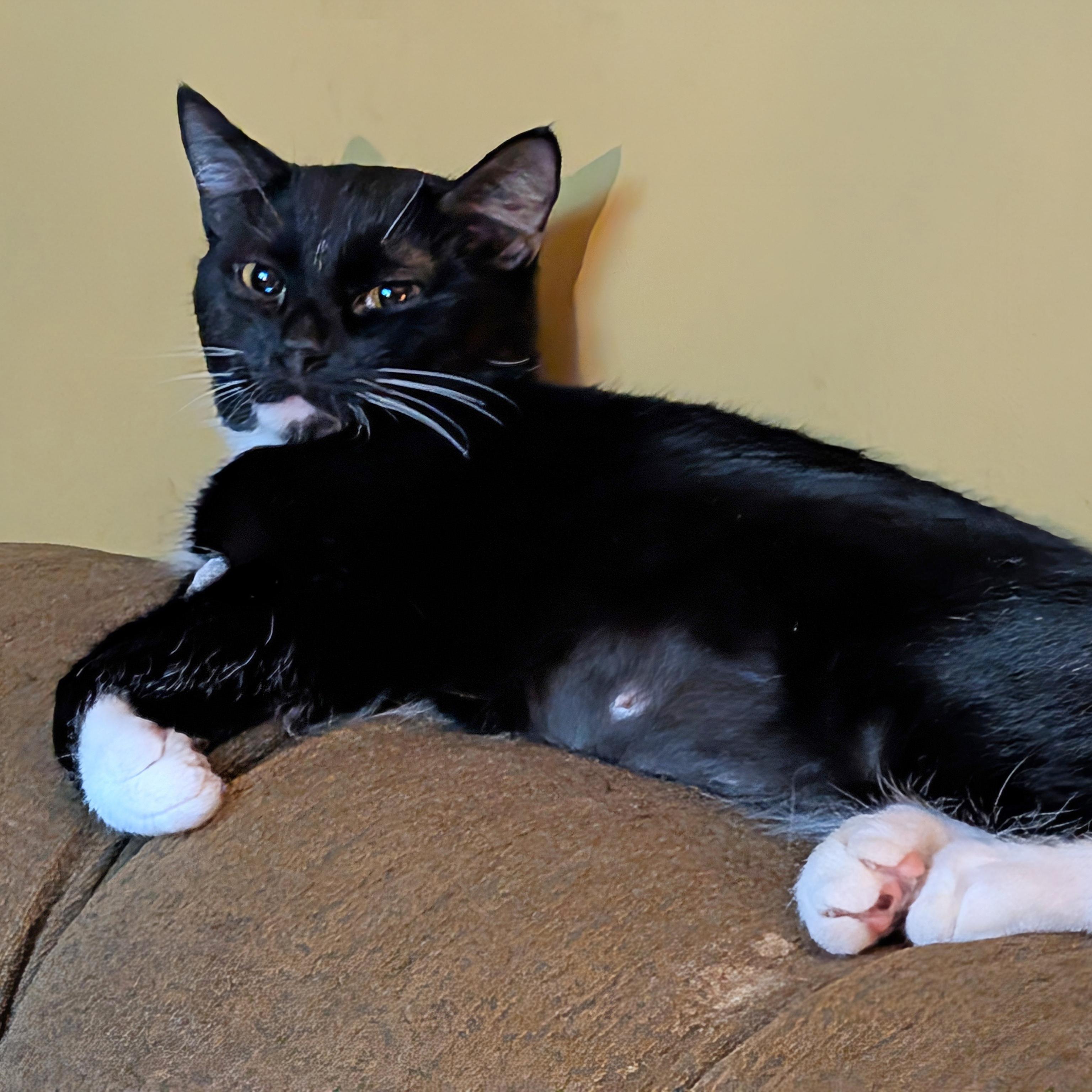 Enlarge Sweet Pea - FULLY SPONSORED, a Adoptable mixed breed in Harrisburg, PA image 3/6