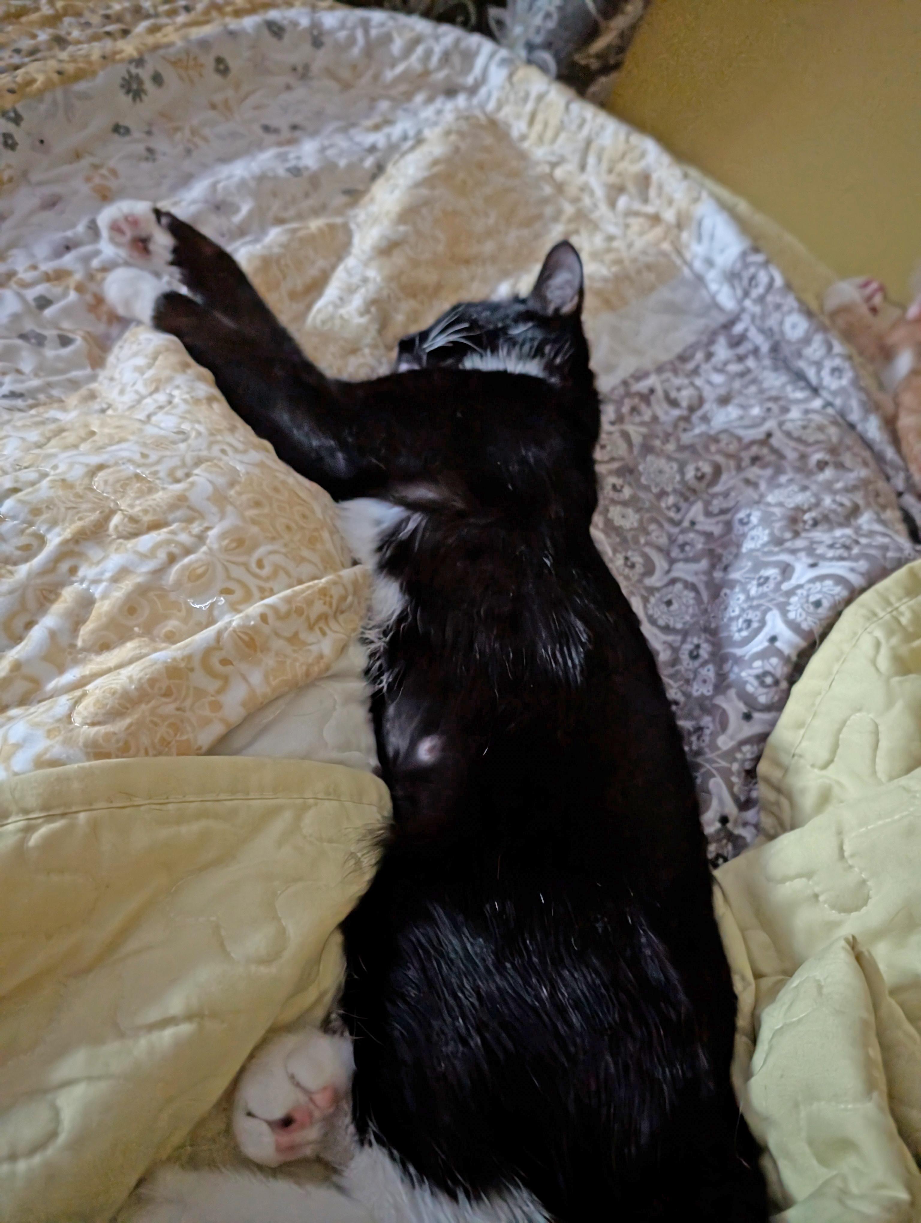 Enlarge Sweet Pea - FULLY SPONSORED, a Adoptable mixed breed in Harrisburg, PA image 4/6