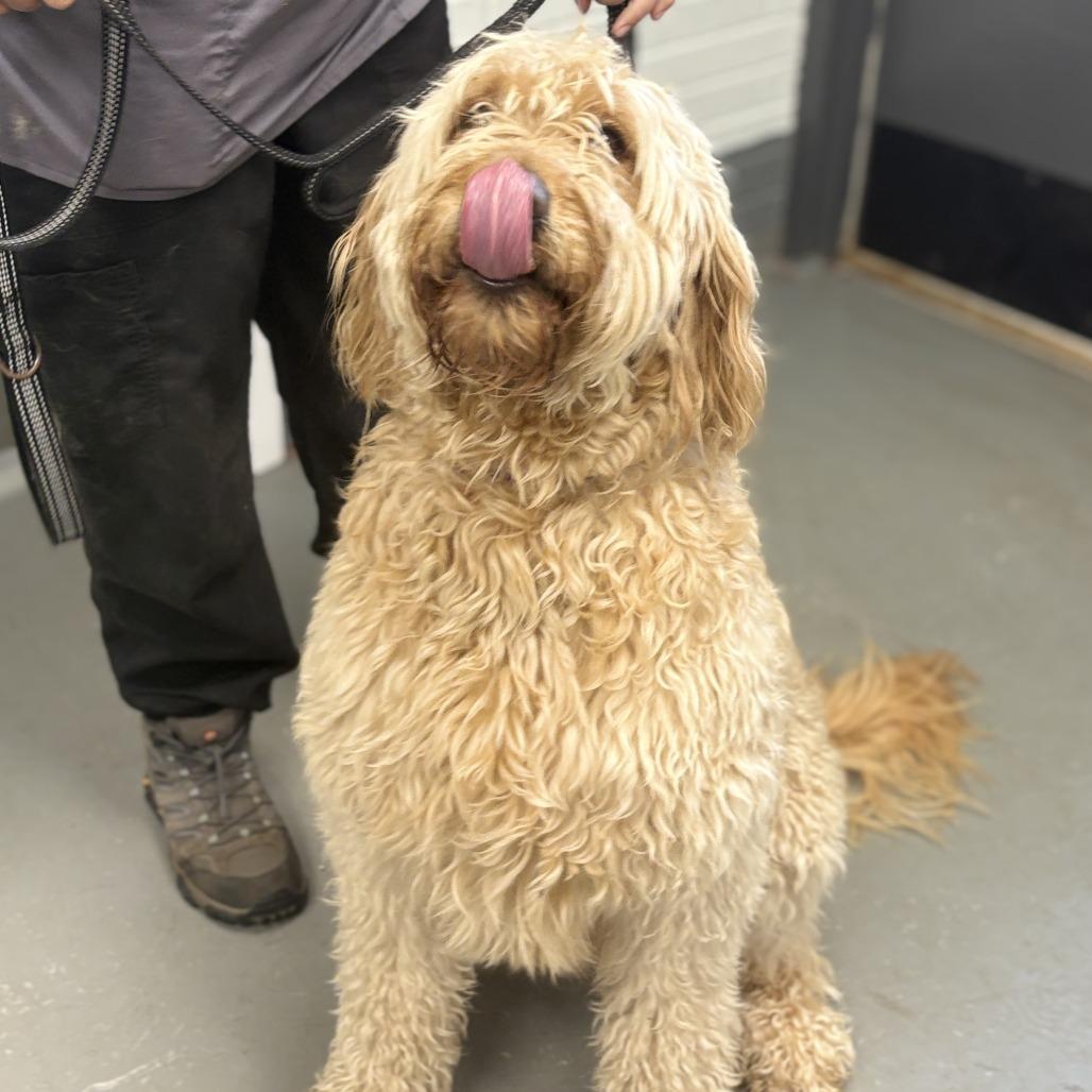 Sugar Bear, Adoptable, Senior Female Standard Poodle & Golden Retriever.