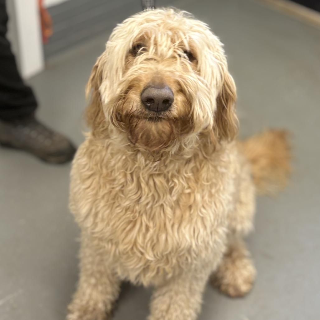 Enlarge Sugar Bear, a Adoptable mixed breed in Peachtree City, GA image 2/3