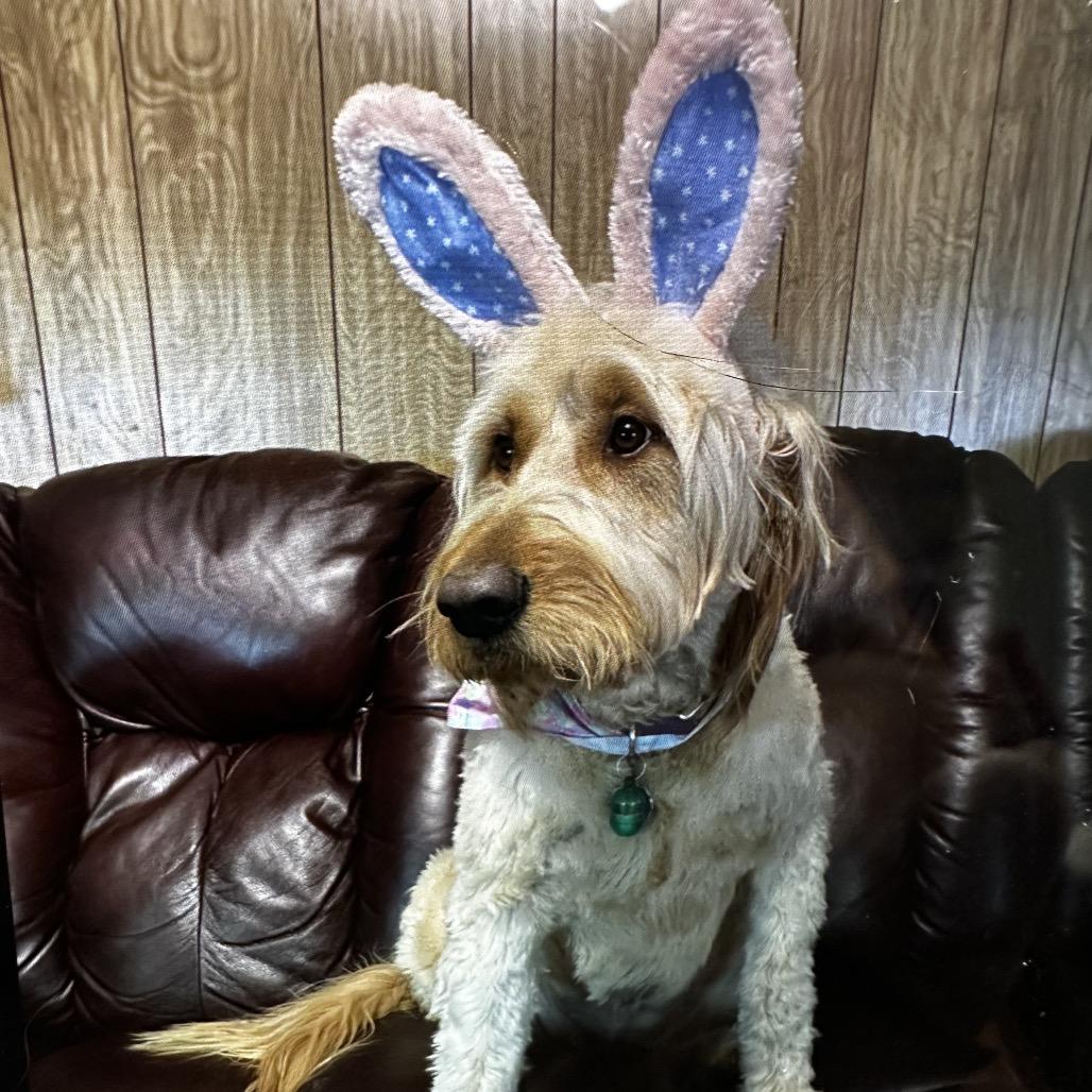 Enlarge Sugar Bear, a Adoptable mixed breed in Peachtree City, GA image 3/3