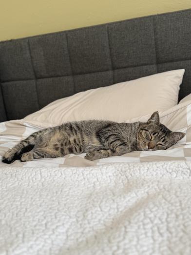 Enlarge Bob, a ADOPTABLE Domestic Short Hair in Liverpool, TX image 3/6