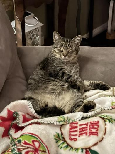 Enlarge Bob, a ADOPTABLE Domestic Short Hair in Liverpool, TX image 2/6